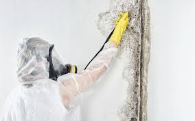 Why You Should Choose Our Mold Remediation Services in Blairsville, PA